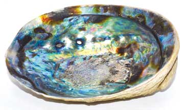 5"- 6" Abalone Shell Incense Burner