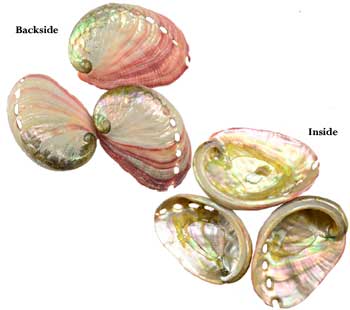 2" - 3" Abalone Shell Incense Burner