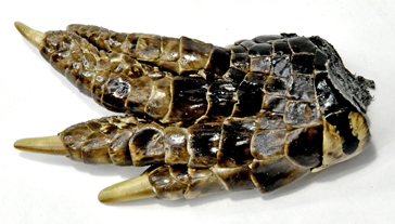 Alligator Feet Small
