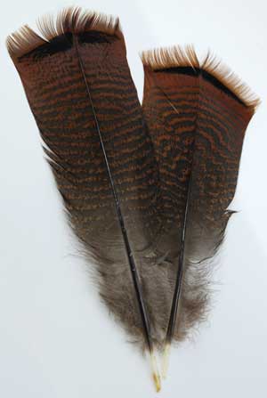 Bronze Pre-Tail Turkey Feather